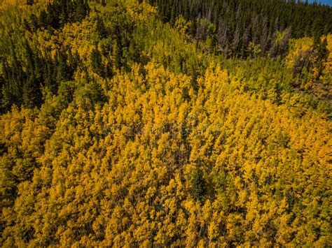 Aerial Drone Photo Yellow Autumn Leaves Of Aspen Trees Colorado