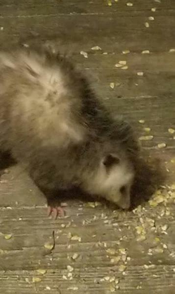 Opossum Project Noah