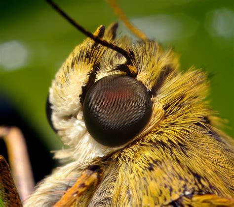 skipper head these butterflies have amazing compound eyes … flickr