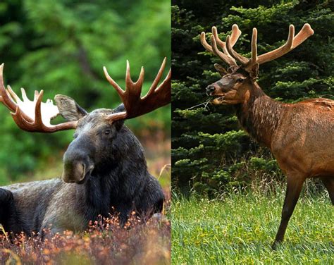 The Difference Between Moose And Elk Bear Witness Safari Tours