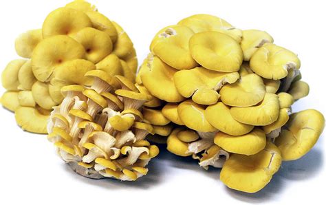 Edible Wild Mushrooms In Iowa All Mushroom Info