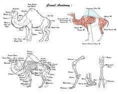If it is mixed with sheep's wool, it is called camel hair. Pin by Carolyn Jenkins on Bible class ideas | Pinterest ...