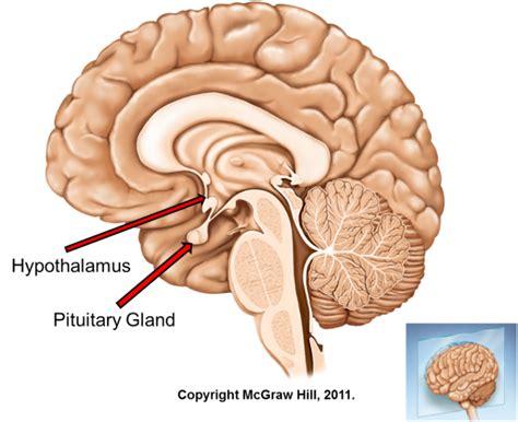 Hypothalamus Pituitary Hormones And Their Functions Time Of Care