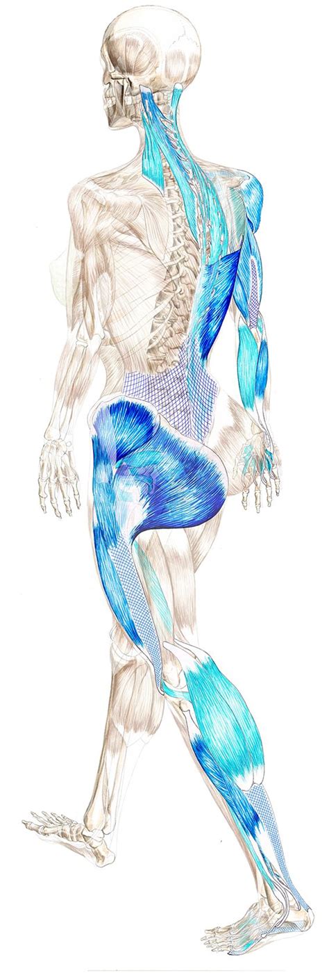 9 Best Anatomy Trains Images On Pinterest Human Anatomy Massage Therapy And Physical Therapy