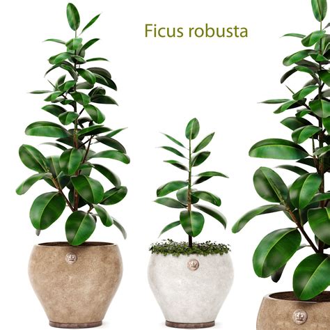 Cactus, monstera and ficus (the pots are from felt). Ficus 1 | 3D model in 2020 | Ficus, 3d model, Model