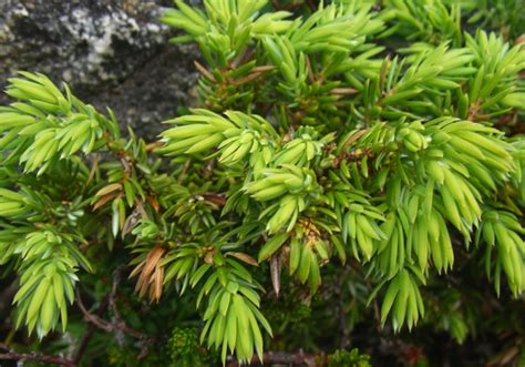 Common Juniper Juniperus Communis Biodiversity Of The