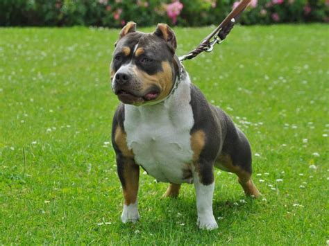 Quality made products for the working breed. The Tri Color American Bully: Why it has an Uncommon Three-colored coat ⋆ American Bully Daily