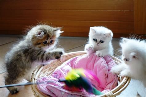 Kitten Siblings Playing I Photographed These Persian Kitte Flickr