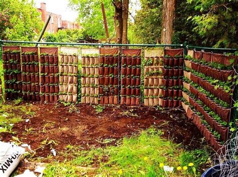 Dig holes for the corner and end posts using the. 280 strawberry plants in this vertical set up in ...