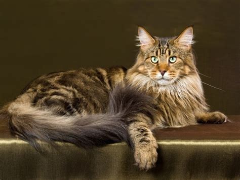 cat breed maine coon adelaidevet
