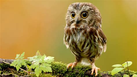 Over 40,000+ cool wallpapers to choose from. owl hd - HD Desktop Wallpapers | 4k HD