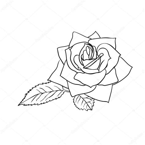 Rose Sketch — Stock Vector © Likka 70343155