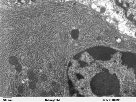 Animal cells are common names for eukaryotic cells that make up animal tissue. Eukaryotic Animal Cell Structure: A Visual Guide | HubPages
