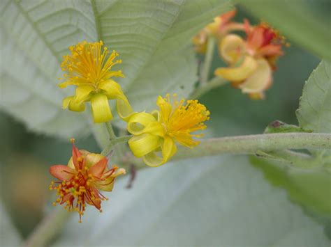 Fruits called pandu, kayalu in telugu and phal in hindi. Grewia asiatica - Wikipedia