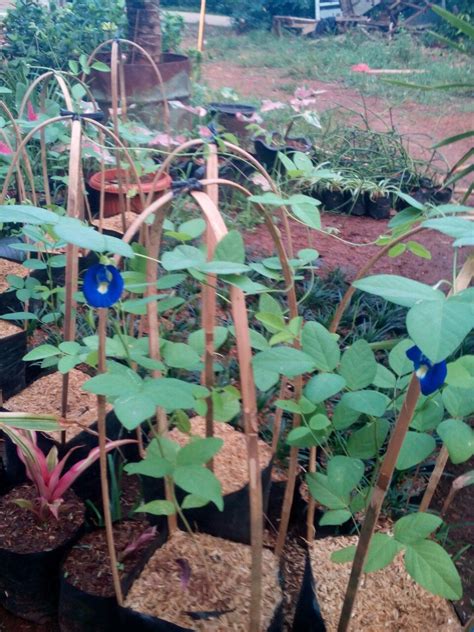 My morning glories have a discoloration on the leaves as seen in the attached photos. Morning Glory Deformed Leaves - MORNING WALLS