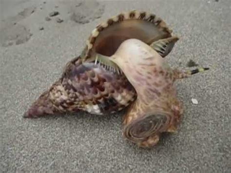 Caracol en la playa Punta Cocles, Costa Rica - YouTube