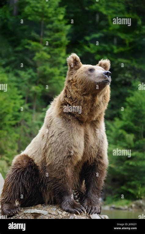 Big Brown Bear Ursus Arctos In The Environment Stock Photo Alamy