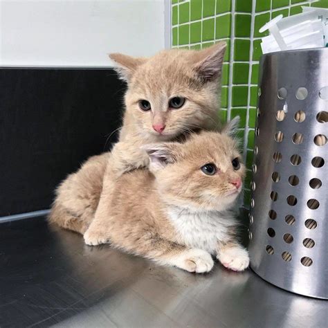 I found cat and he or she won't come near me! Kittens Found Wandering into Workplace Together, Won't ...