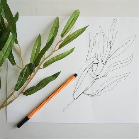 Contour Line Plant Drawings — Elementary Goods