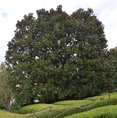 Bigleaf magnolia sports the largest simple leaf of any temperate north american tree, reaching a length of 30 inches. UFEI - SelecTree: A Tree Selection Guide