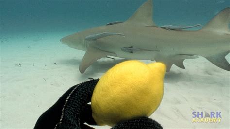 Lemon Sharks Shark Academy Youtube