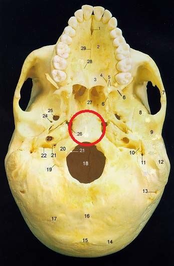 B is for Basilar Suture; the marker of fusion of the spheno-occipital