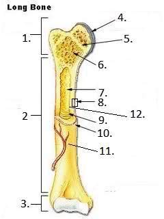 This diagram depicts final long bone diagram.human anatomy diagrams show internal organs, cells, systems, conditions, symptoms and sickness information and/or tips for healthy living. Human Anatomy and Physiology Notecards Flashcards | Easy ...
