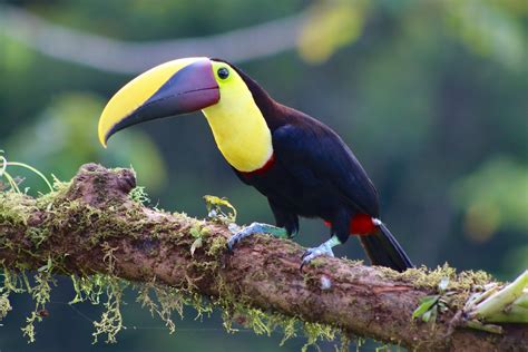 Costa Rica A Black Mandibled Toucan Closeup Taken At Lagu Flickr