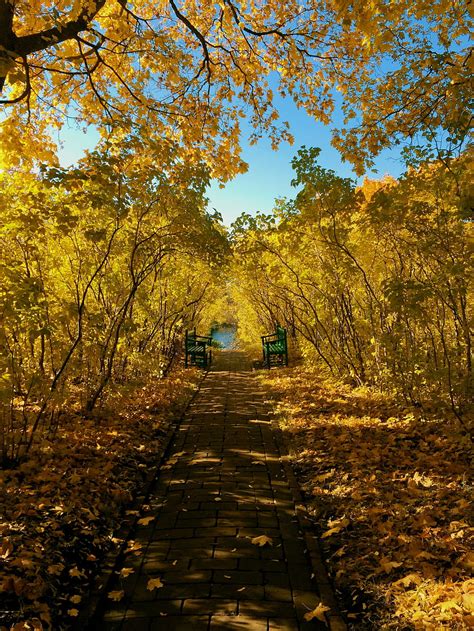 Landscape Nature Autumn Park Foliage Benches Hd Phone Wallpaper