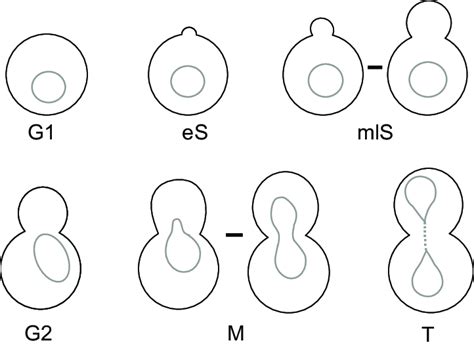Diagrams Of A Budding Yeast Cell At Different Charac Download