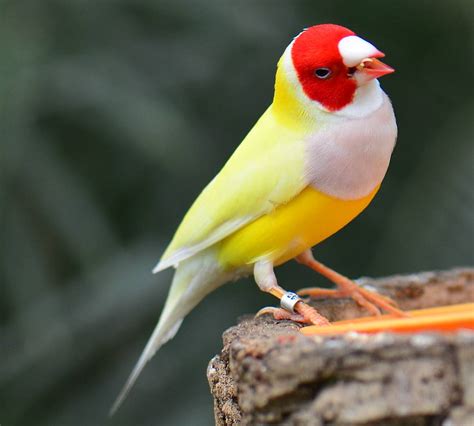 Gouldian Finch For Sale 4 Birds For Sale In Texas Bird Breeder Near