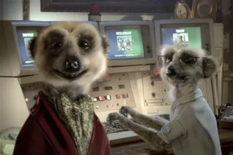 Compare The Market Pulls Iconic Meerkat Advert From Tv Buzzie