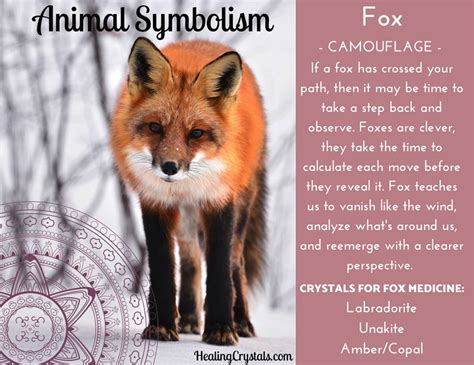 Animal Symbolism Spirit Animal Totem Animal Spirit Guides