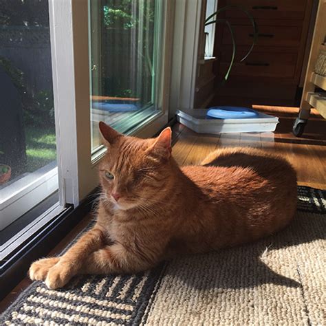 I also had her look at a brown spot on his iris, she said it was iris melanosis and offered to refer us to an opthalmologist, but we're just going to keep an eye on it for now. Ringworm (Dermatophytosis) | The Cat Hospital of Media