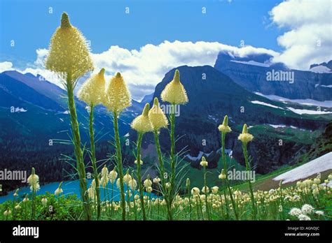 Bear Grass Wildflower Glacier National Park Montana Stock Photo Alamy