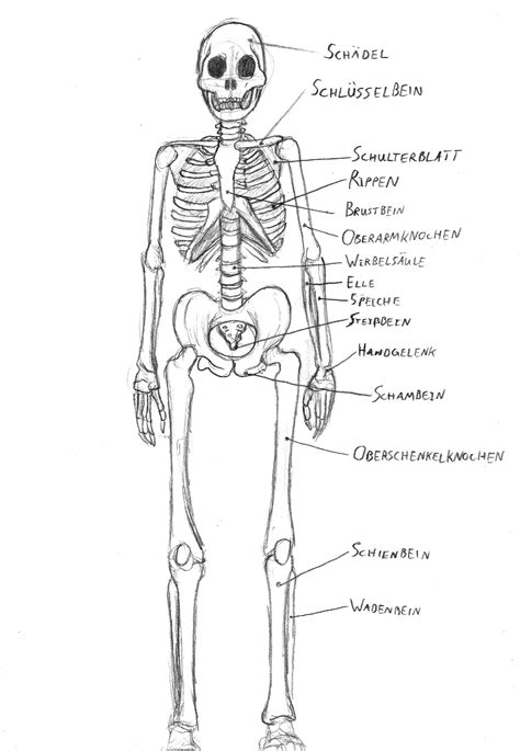 Diagram Labeled Drawing Diagram Labeled Human Skeleton Human Anatomy