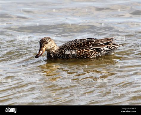 Mature Female Eurasian Or Common Teal Anas Crecca Swimming And