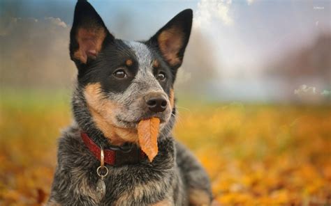 Australian Cattle Dog Wallpapers High Quality Download Free