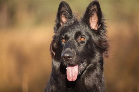 Black German Shepherd The Definitive Owners Guide Perfect Dog Breeds