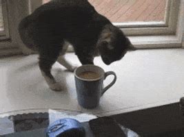 Bad Coffee GIFs - Find & Share on GIPHY