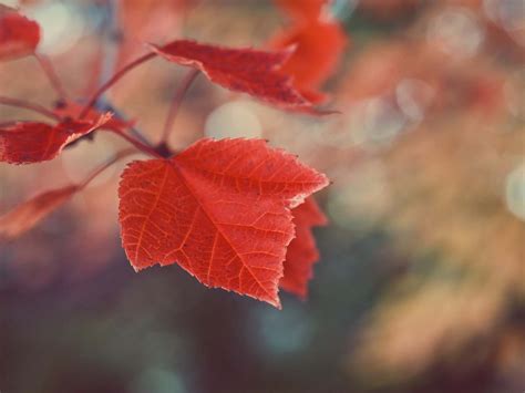 Leaf Tilt Shift Photography Of A Red Maple Leaf Tree Image Free Photo