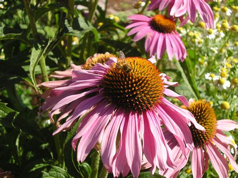 Tubular flowers make them popular not only with bees but also with butterflies and hummingbirds. The bees just love this wonderful cone flower. | Garden ...