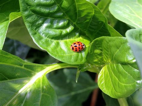 The most popular mortgage, a conventional loan by contrast, when you make a large down payment, those monies get tied up with the bank. Ladybugs as Organic Pest Control | Homemade Food Junkie