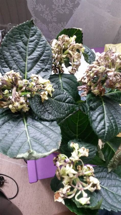 If your plant only has whitish discolouring. Hydrangeas forum→Help me save my hydrangea (black stems ...
