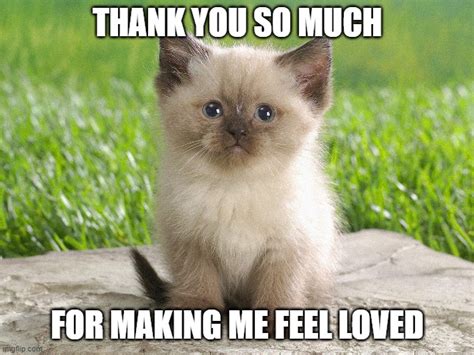 Thank You Kitten Imgflip