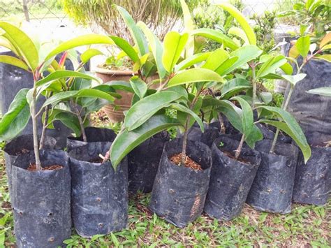 Adalah jenis pohon penghasil asam potong atau asam keping. BUMI HIJAU NURSERY (002279488-D): Benih Asam Gelugor