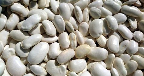 Planter et cultiver les haricots coco