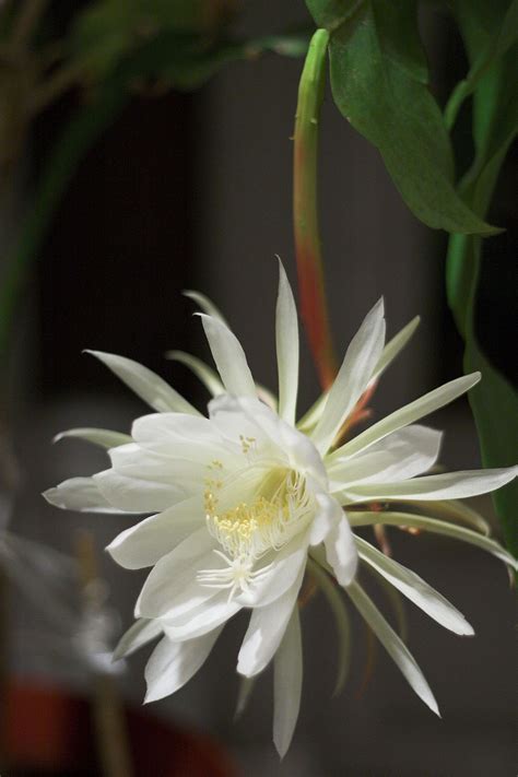 Hình ảnh Hoa Quỳnh đẹp Loài Hoa độc đáo Chỉ Nở Về đêm Vn