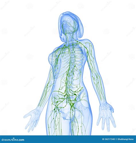 Female Side View Lymphatic System Stock Photo Image 36217340