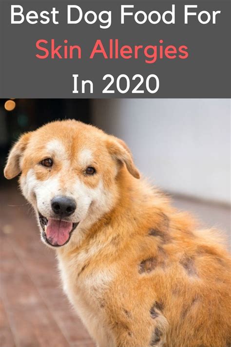 Best Dog Food For Skin Allergies In 2020 In 2020 Dog Skin Allergies